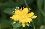 Mountain St. Johnswort